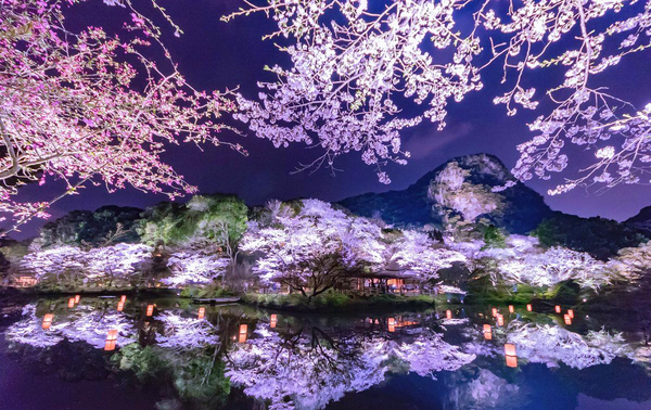 佛山学日语|日本樱花节起源与最佳赏花时间