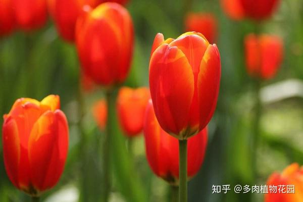 避免这三点,郁金香花朵大 ,花期久