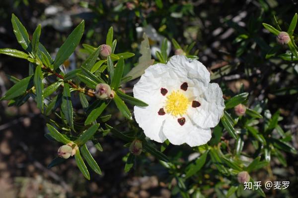 大地上的异香者vol01岩玫瑰rockrose