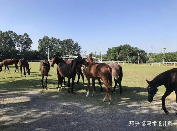 河北燕龙马业养马场  北京京华兴马业养马场 跑马场