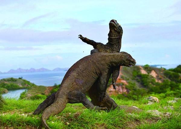 科莫多巨蜥,本身就是龙.也称科莫多龙.