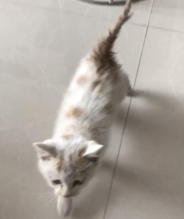 你收养的流浪动物与最初进门时相比有了哪些变化?