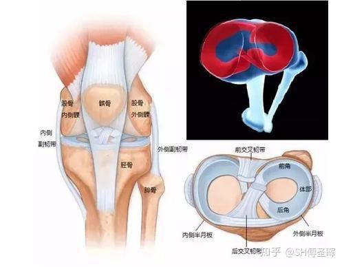 半月板损伤与康复那些事儿