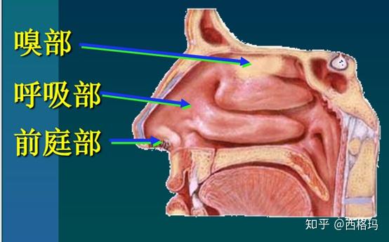 固有层:致密结缔组织 特殊结构:鼻毛和皮脂腺 呼吸部:位置:鼻腔 大