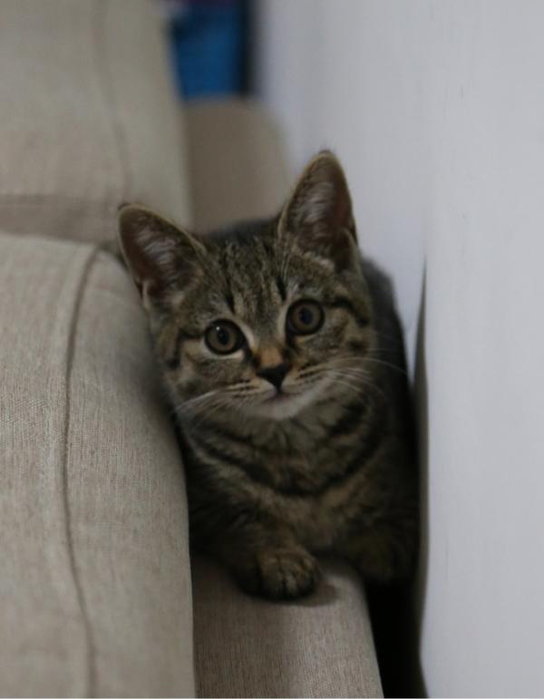 中国狸花猫有什么缺点呢?