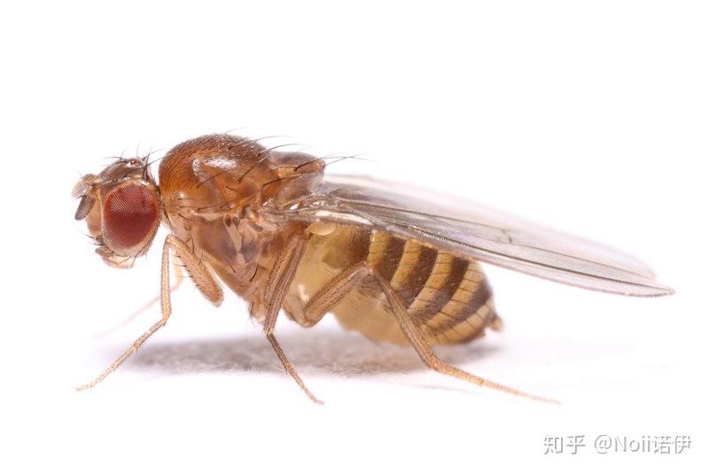 drosophila funebris female easy to culture in the lab果腹黑蝇