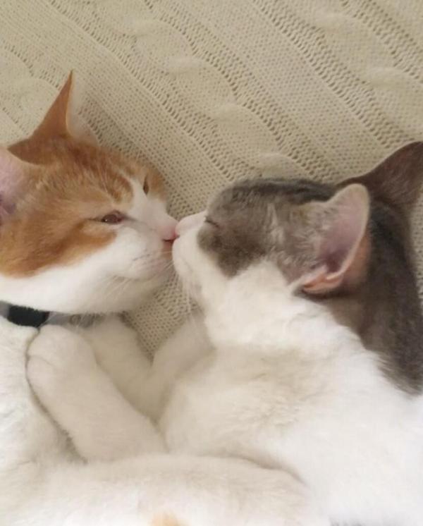 睡觉也要抱一起!两只猫同框怎么可以这么甜?