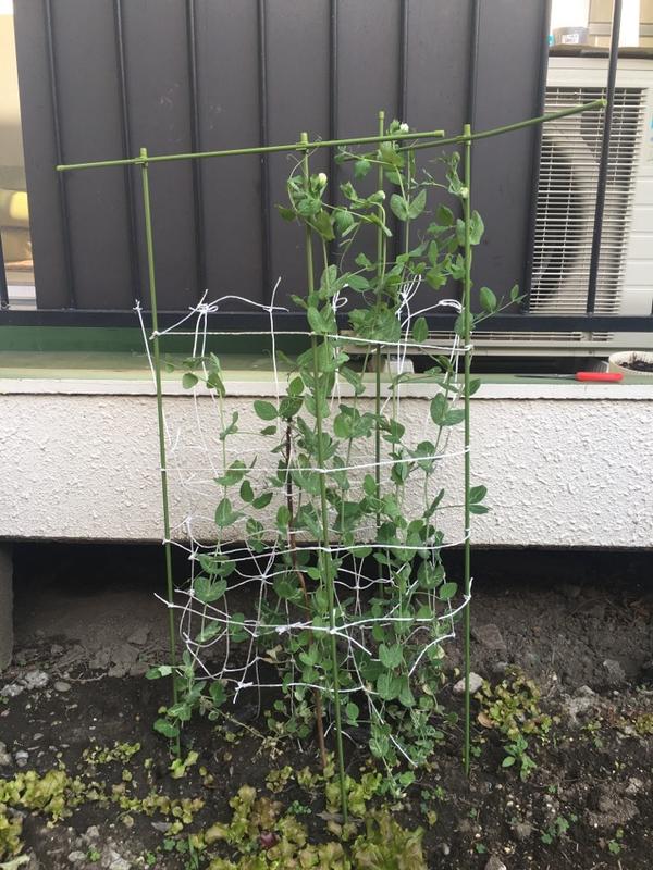 这个时候豌豆已经长得很高了,每天晚上都会去看它,看它生出藤蔓弯弯