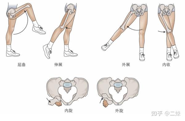 一天一点解剖学人体髋关节功能解剖