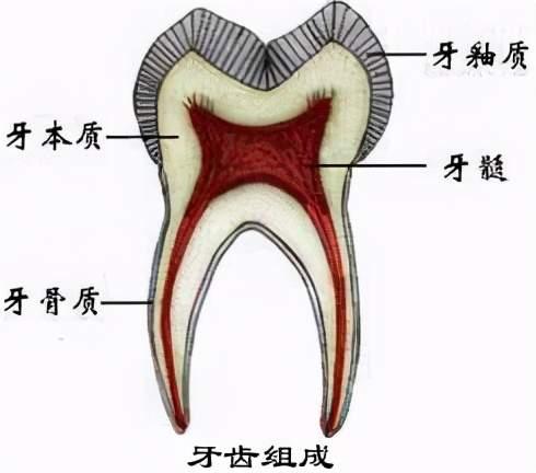 可以分为:牙釉质(俗称珐琅质),牙本质,牙髓和牙骨质