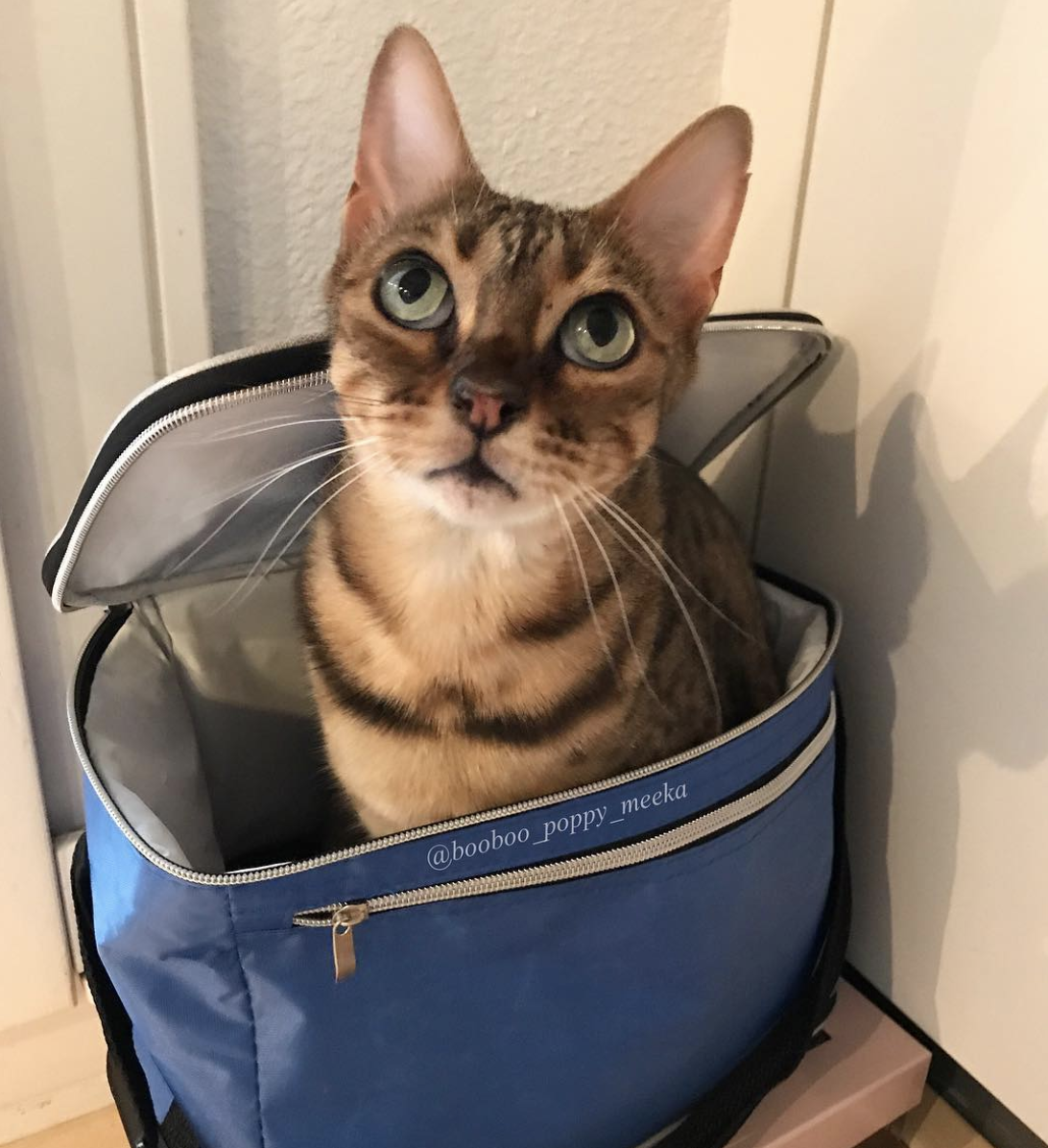 吸猫大会孟加拉豹猫poppy