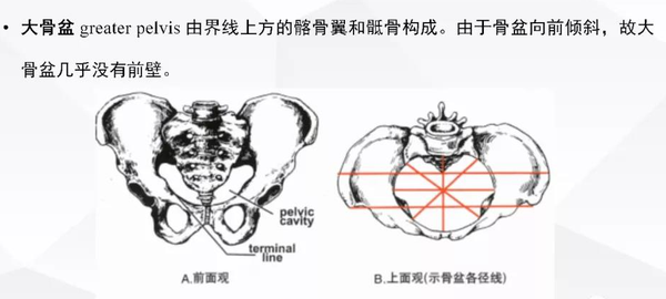 科普骨盆解剖知识