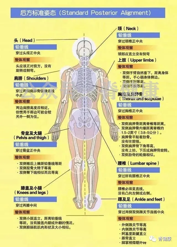 看懂这3张解剖图,80%的体态问题可提前预防!