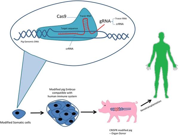 通过基因编辑来实现异种移植(图片引自kararoudi et al 2018)
