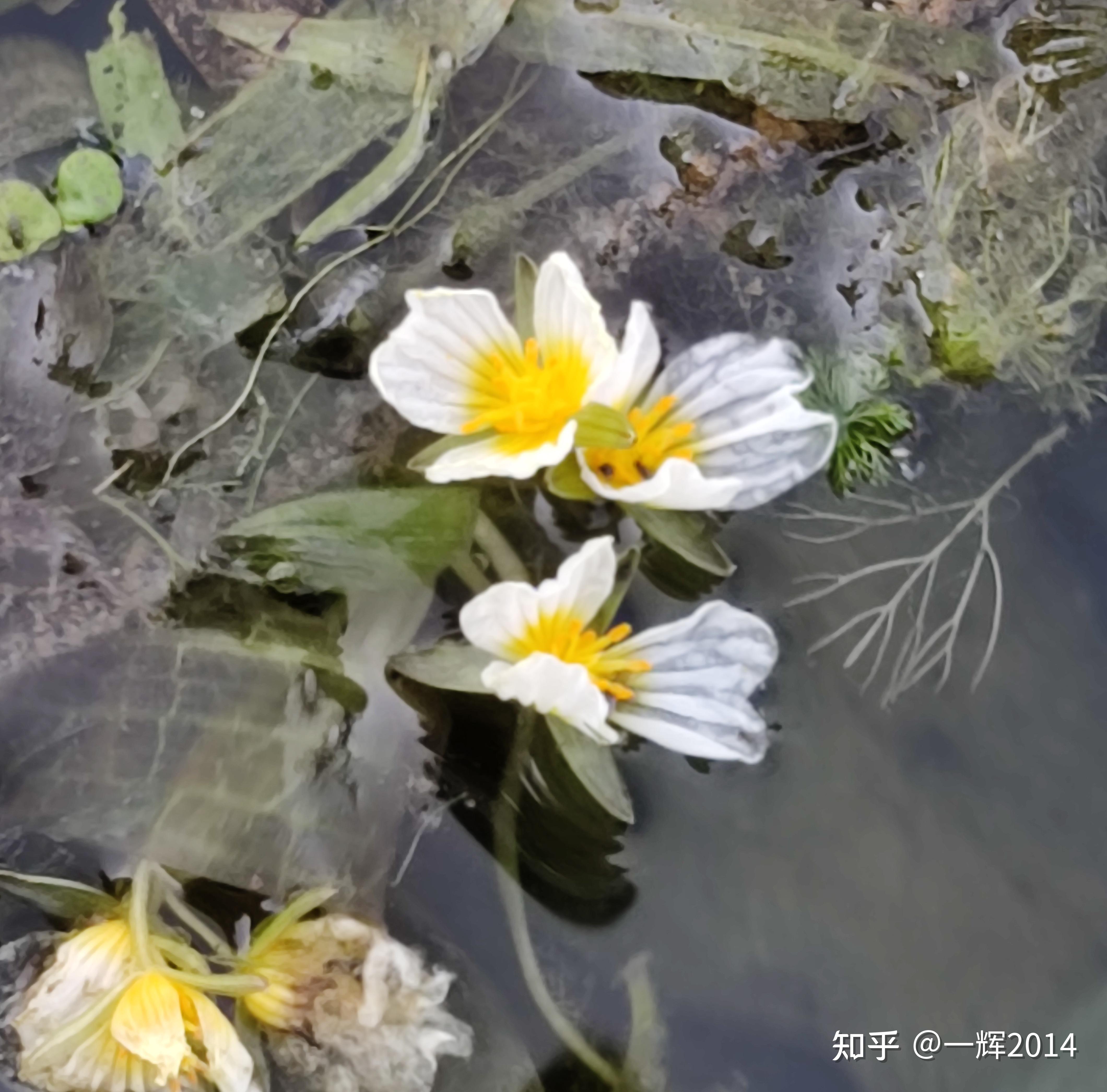 广西都安澄江海菜花