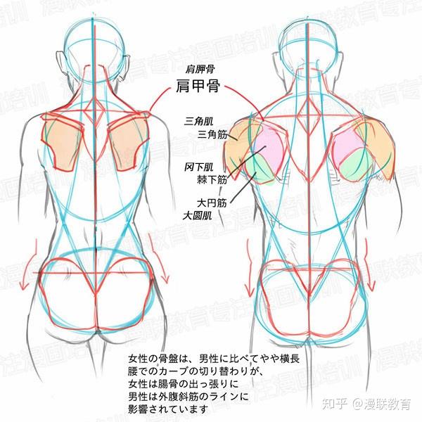 零基础如何学好人体结构正确掌握男女背部区别画法