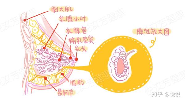 【科普】乳房结构图:原来我们乳房内部是长这样子的