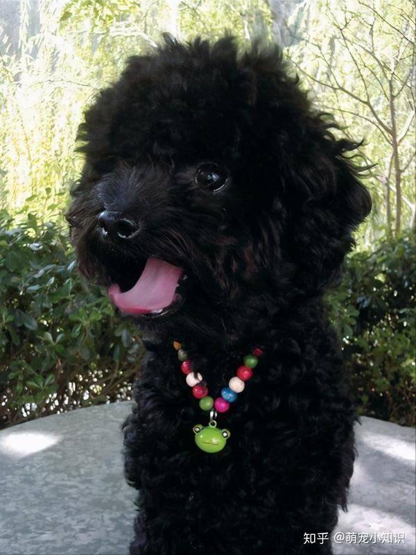 为什么黑色贵宾犬很少有人养?背后有这6大真相