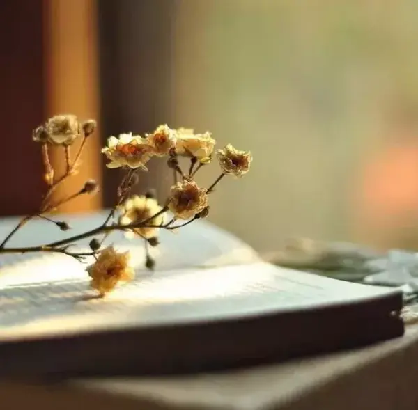 善忘不是没心没肺,而是人生智慧 原创: 诗寺 正能量