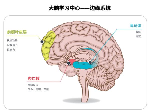 大脑学习中心 前额叶皮层,海马体和杏仁核是大脑边缘系统的关键部分.