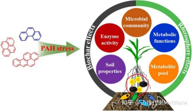 新突破生物炭和根际或可治理土壤多环芳烃pah污染