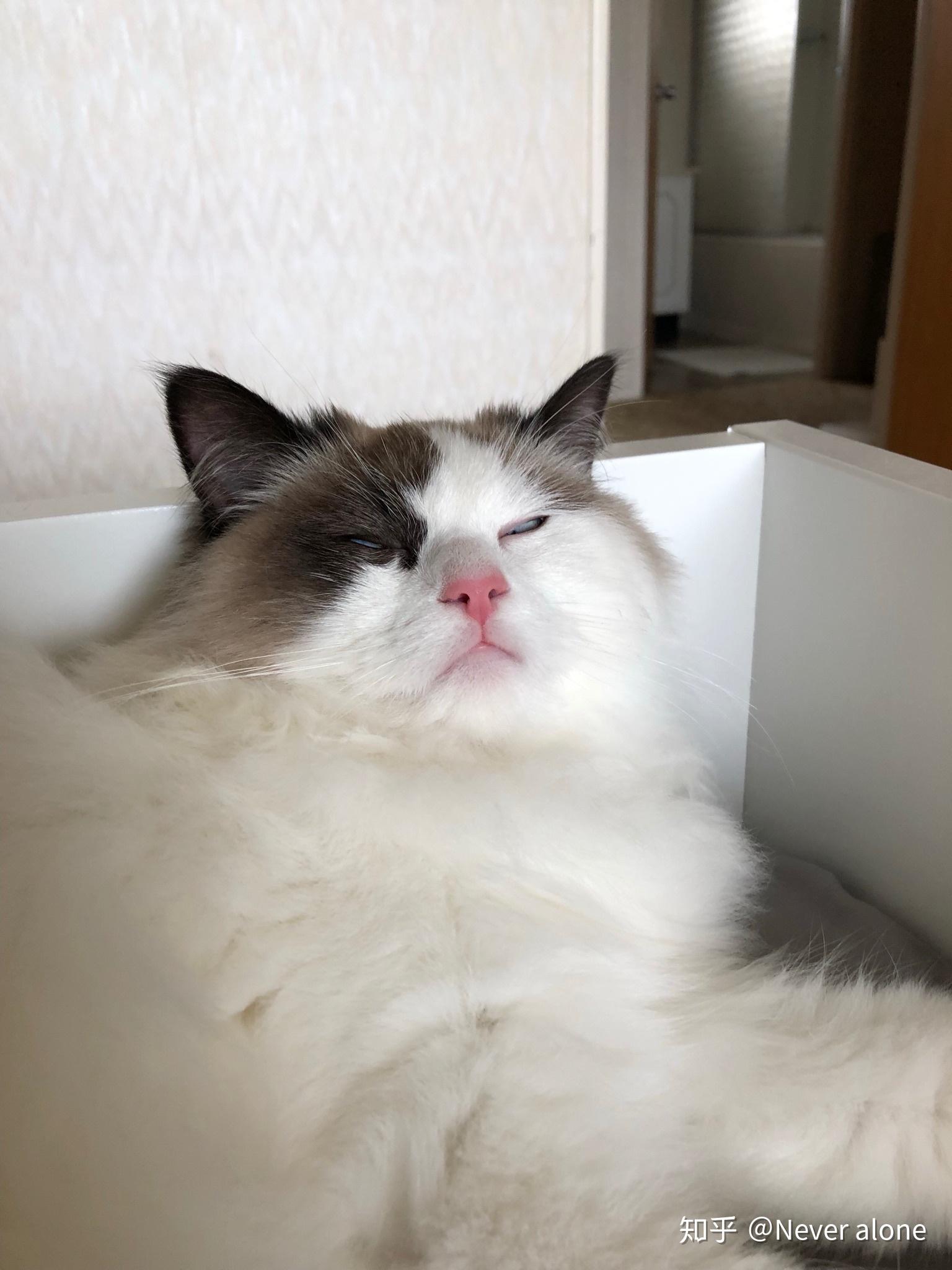 布偶猫能丑到什么程度