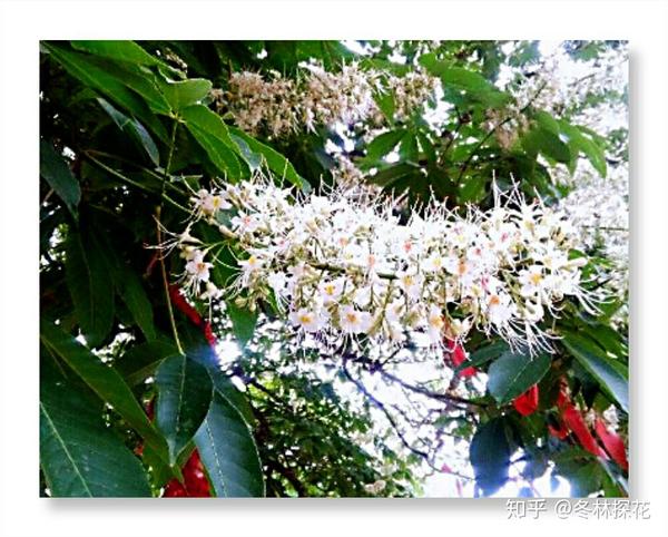 5月21日的生辰花娑罗花