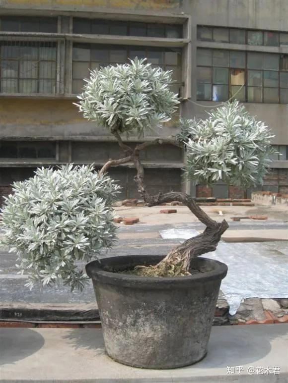 雪艾(芙蓉菊)盆景的鉴赏辨识与制作养护