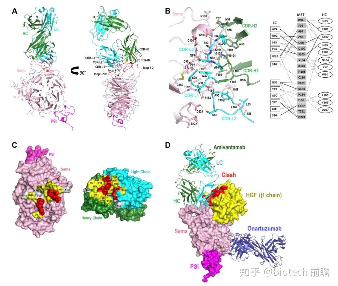 Egfr C Met Iii Adc