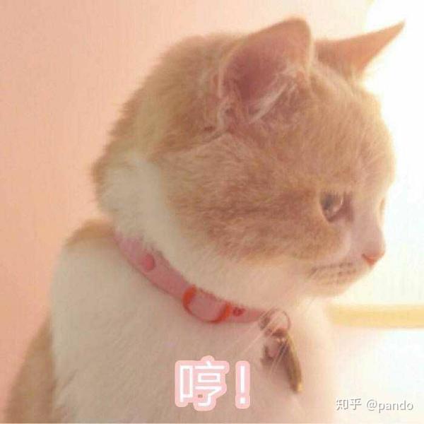 有什么特别可爱猫猫的动态图或表情包吗?