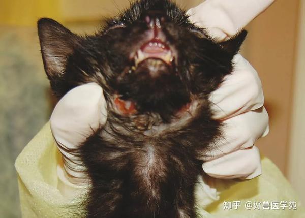 猫杯状病毒感染