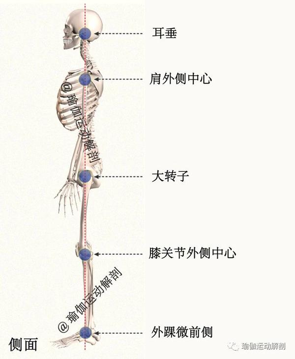 瑜伽体位-山式站立(tadasana)精准正位解剖分析