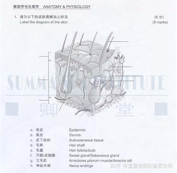皮肤结构解剖图模拟考