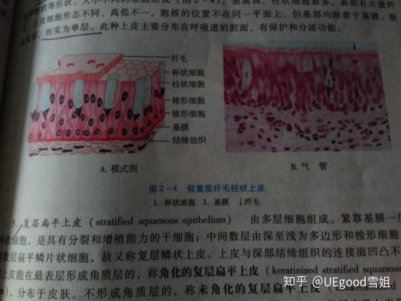 组胚红蓝铅笔实验图的单层扁平上皮和假复层纤毛柱状上皮怎么画呀