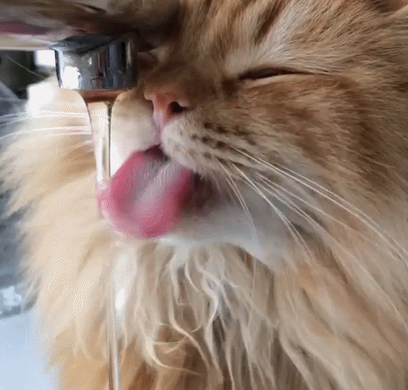 壁纸 动物 狗 狗狗 588_561 gif 动态图 动图