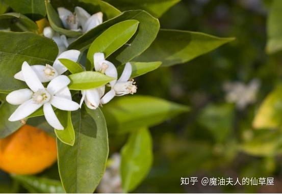 植物科属:云香科 柑橘属 产地:摩洛哥 化学分子:单萜醇,橙花醇 关键