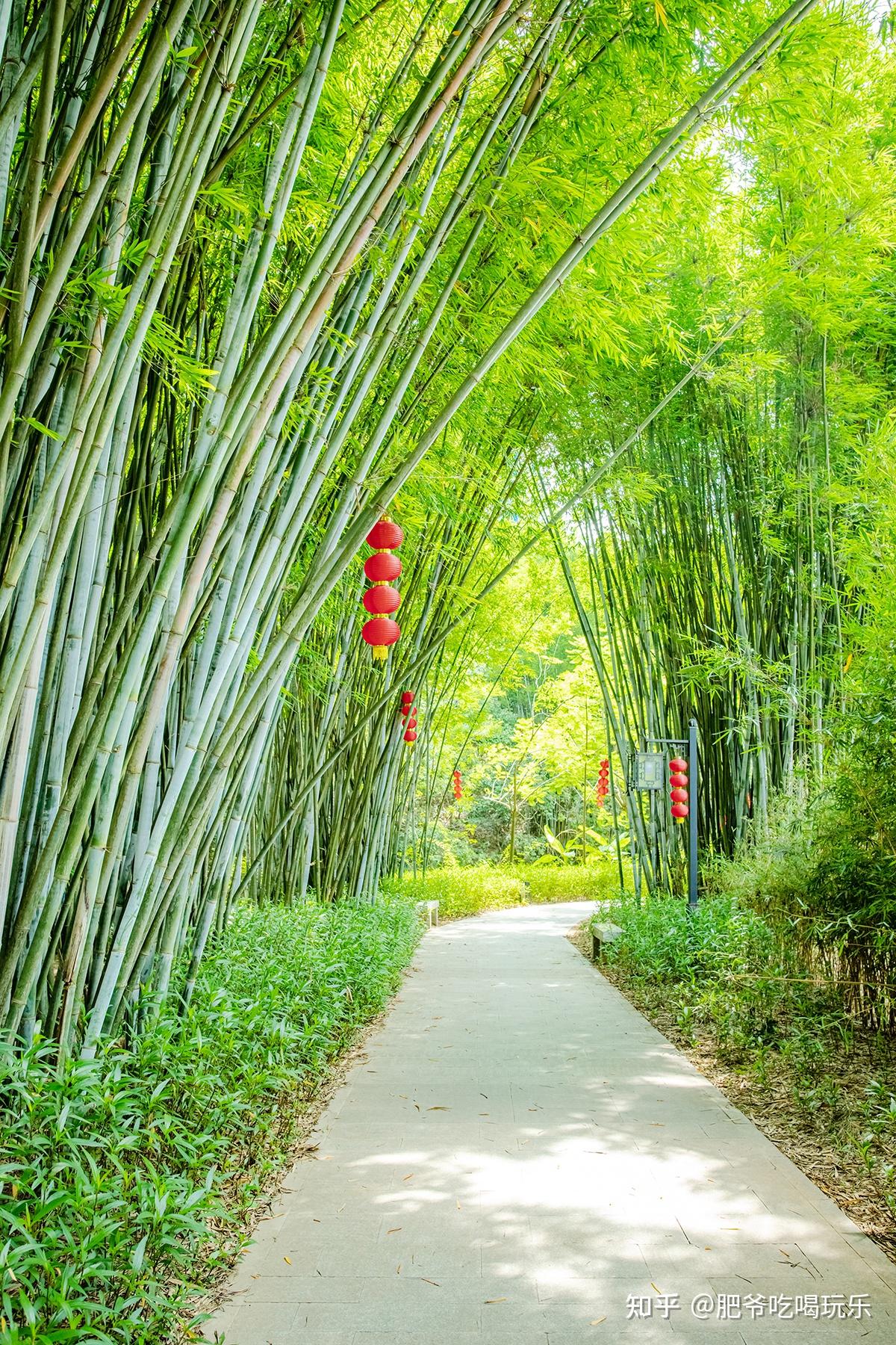 带你欣赏信宜旺同竹林风景