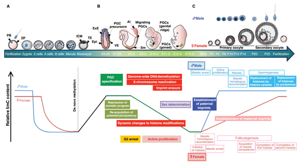 哺乳动物生殖细胞和早期胚胎发育过程中 dna 甲基化的动态变化 [9]
