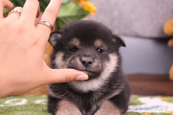 为什么黑嘴柴犬是潜力股黑嘴柴犬多少钱