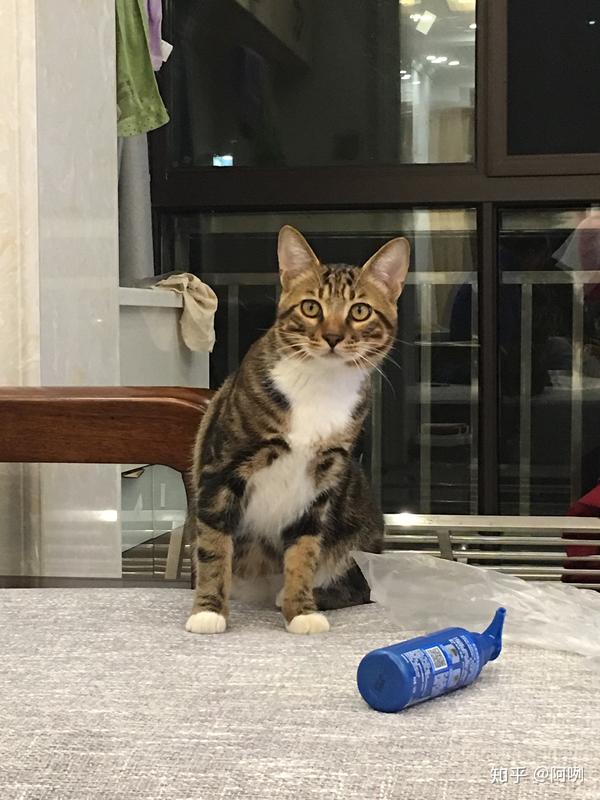 狸花猫好养吗?给主人的生活带来了什么变化?