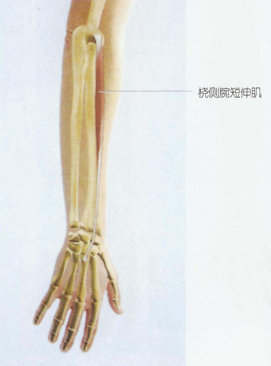 止点:第三掌骨底. 机能:同桡侧腕长伸肌.