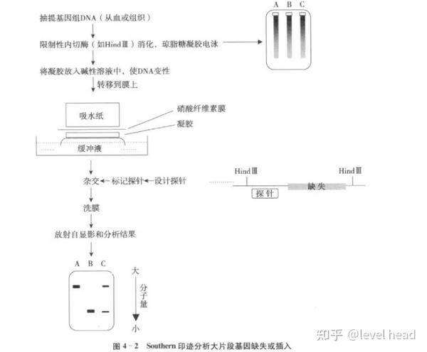 (2)southern印记分析