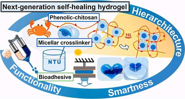 具有分层胶束结构和快速粘合性的可注射酚醛-壳聚糖自修复水凝胶