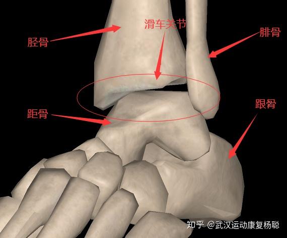 01 part    脚踝结构 踝关节骨的构成 由胫骨,腓骨下端的关节面与