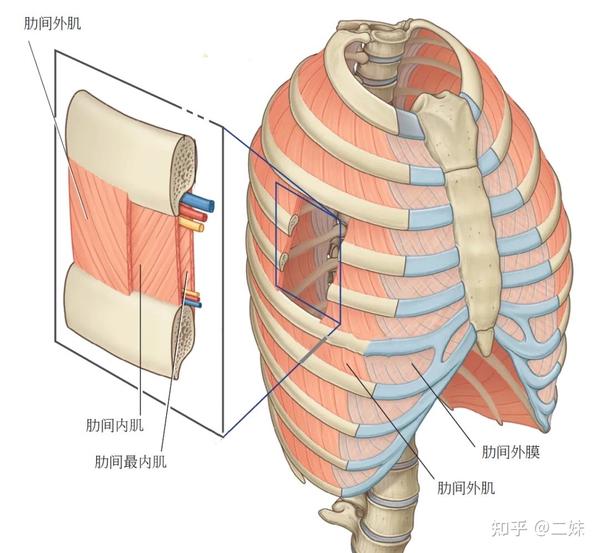 肋间外肌在各肋间隙的浅层 肋间内肌在肋间外肌的深面 肋间最