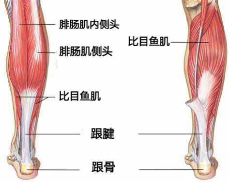 小腿肌肉结构(网络配图)
