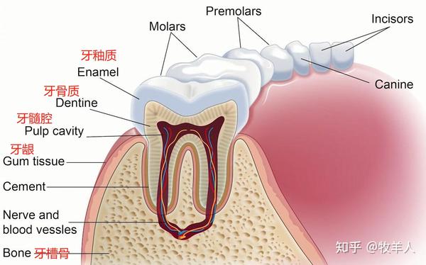 首先我们先简单了解下口腔的解剖结构