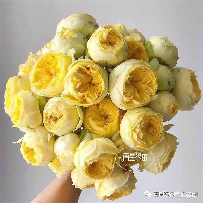 凯特琳娜多头玫瑰 · 美味奶黄包