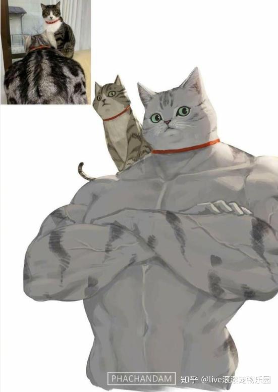 全网最强壮的肌肉猫,一看就是惹不起的大佬.