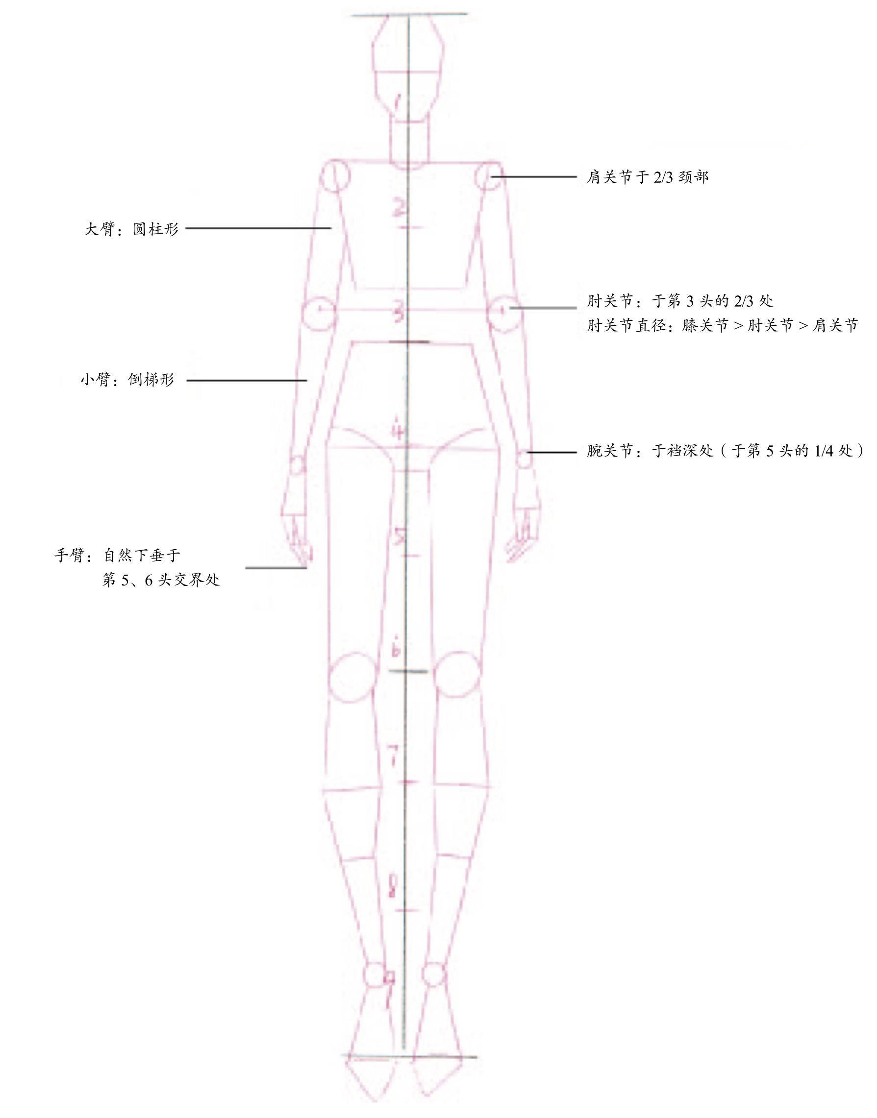 使用几何形表现人体结构最为简单易懂,在绘画时尽量简化,只需要从三个